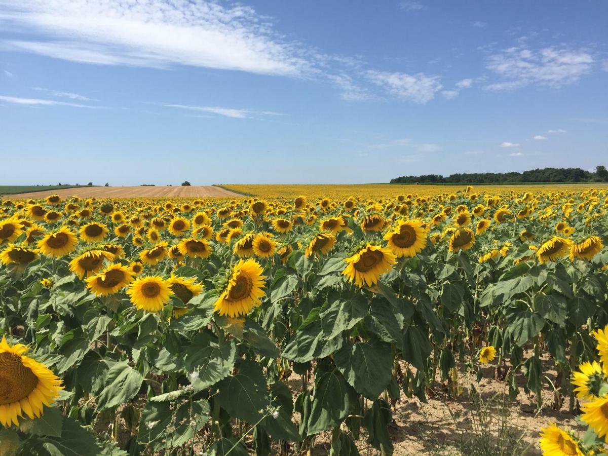 Le Petit Saule Villa Floirac  ภายนอก รูปภาพ